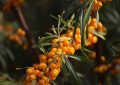 Sea buckthorn berries