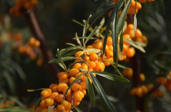 Sea buckthorn berries