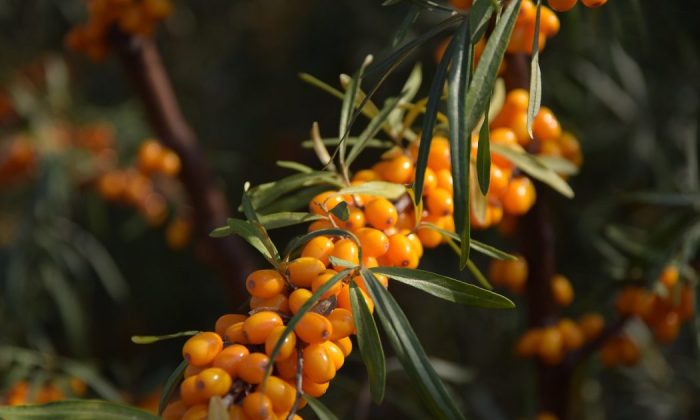 Sea buckthorn berries