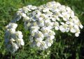 Yarrow