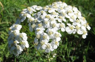 Yarrow