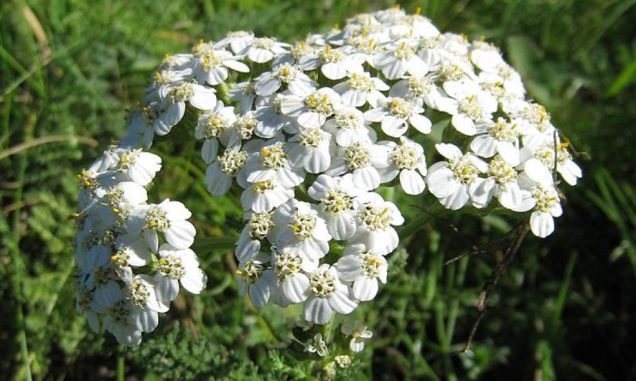 Yarrow