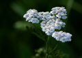 Herbs