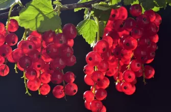 Currant bushes