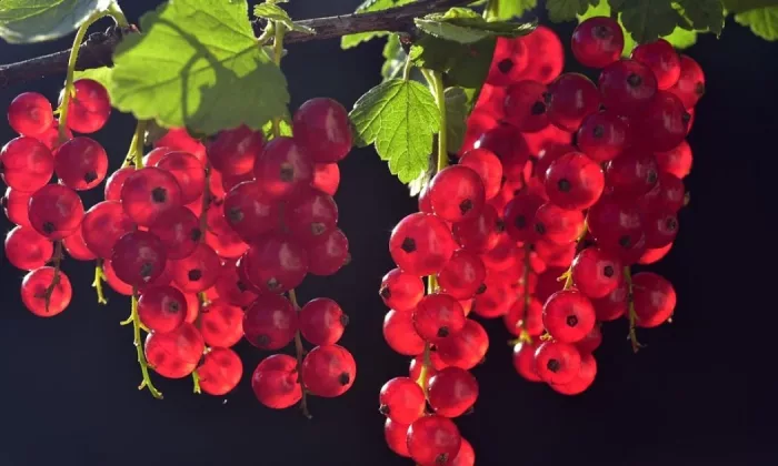 Currant bushes