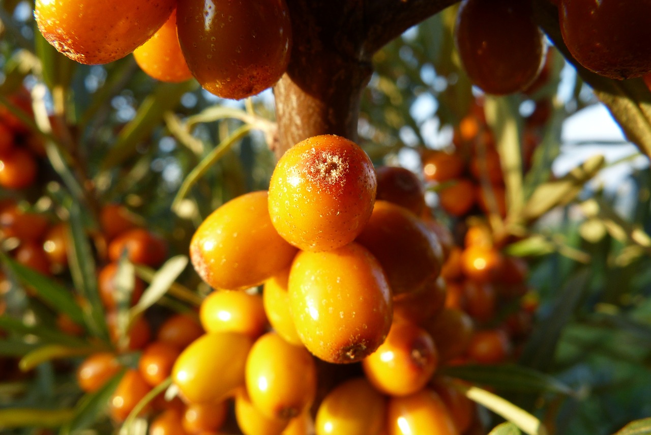 Sea buckthorn berries