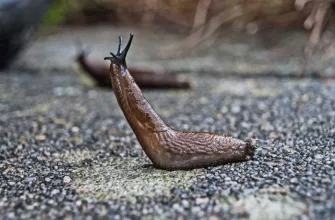 Slugs