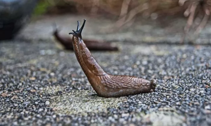 Slugs