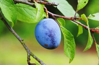 Prunes