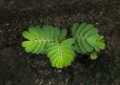 Tamarind