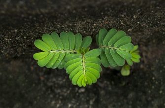 Tamarind