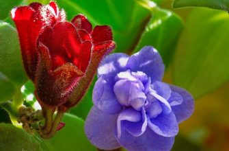 African violets