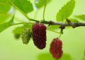 Mulberries