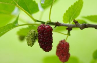 Mulberries