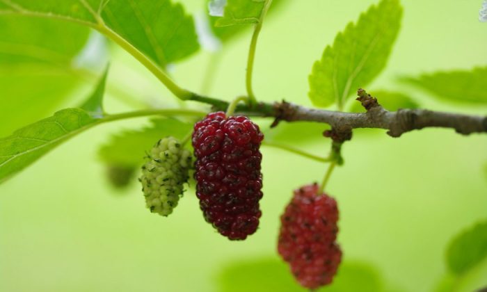 Mulberries