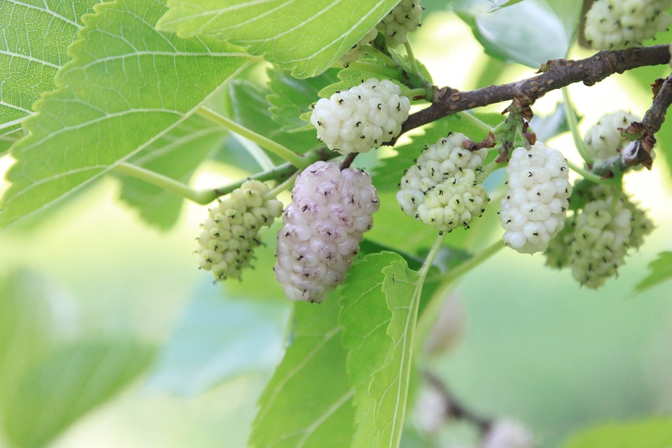 Mulberries