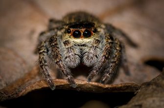 Spiders