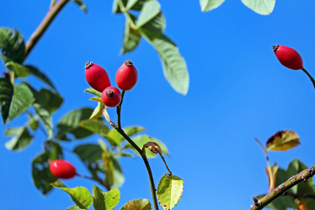 Rosehips