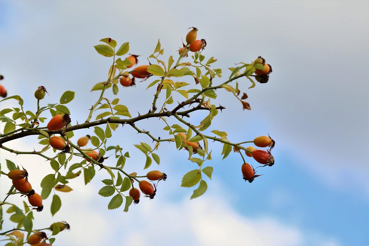 Rosehips