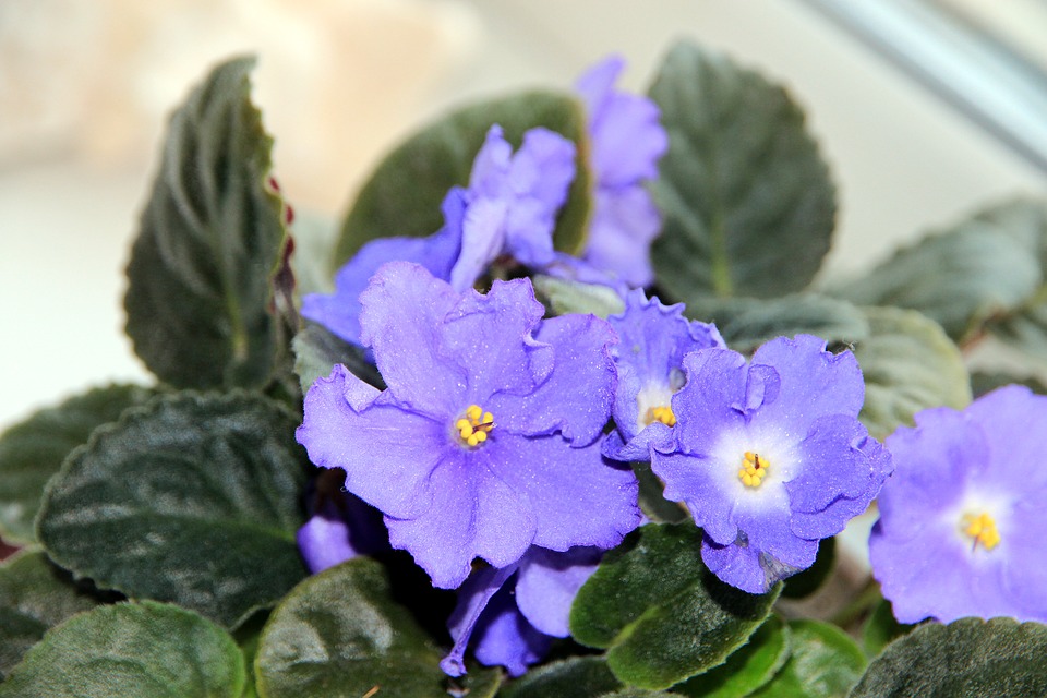 African violets 