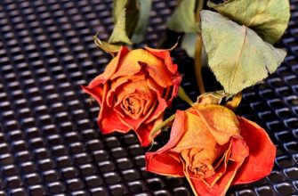 Dried flowers