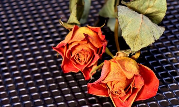 Dried flowers