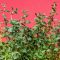 Thyme