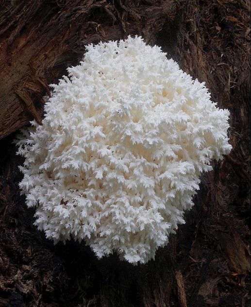 Coral tooth mushroom 