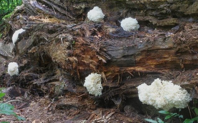 Coral tooth mushroom 