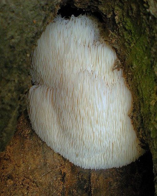 Coral tooth mushroom 