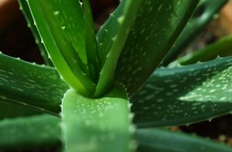 Aloe vera