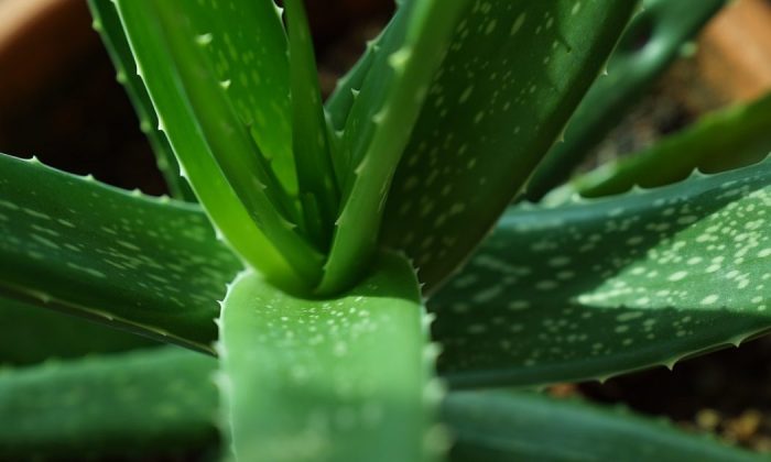 Aloe vera