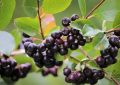 Aronia