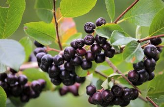 Aronia