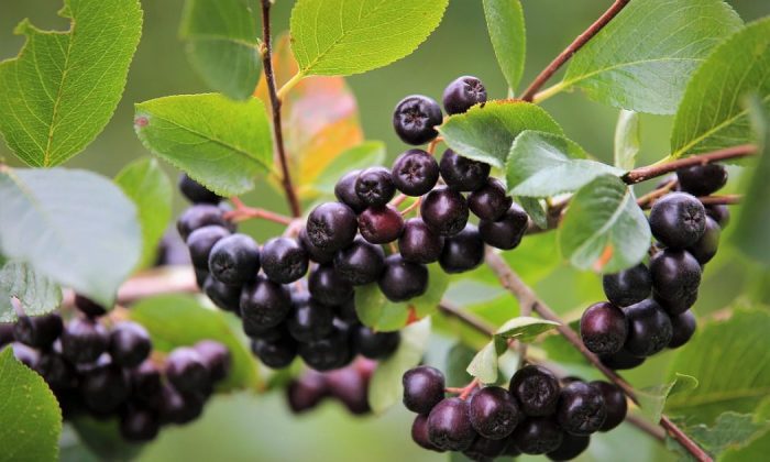 Aronia