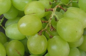 Grapes