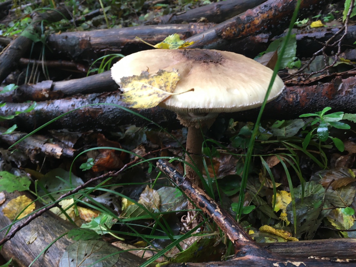 Parasol mushroom