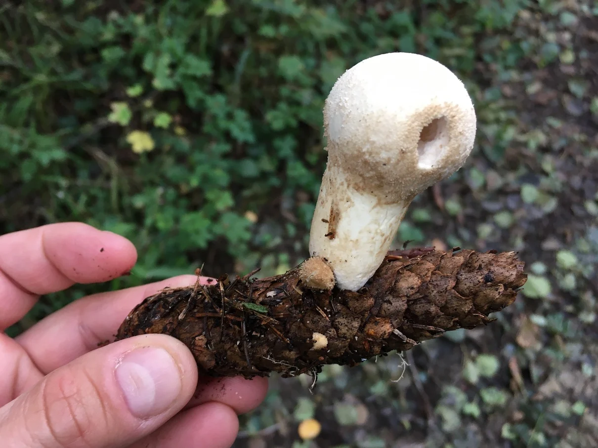 Puffball pickling