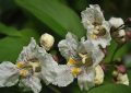 Catalpa