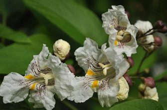 Catalpa