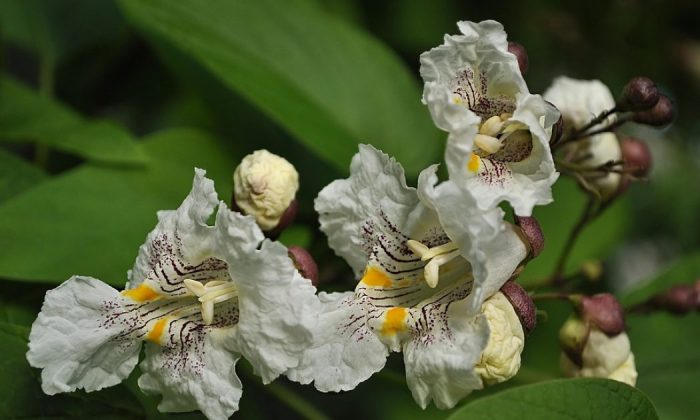 Catalpa