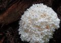 Coral tooth mushroom