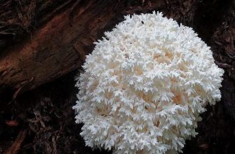 Coral tooth mushroom