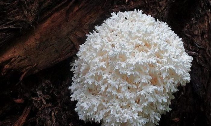 Coral tooth mushroom