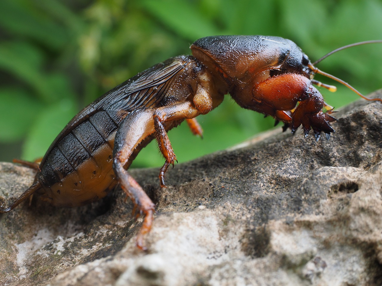 European mole cricket