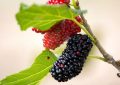 Mulberries