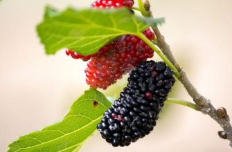 Mulberries