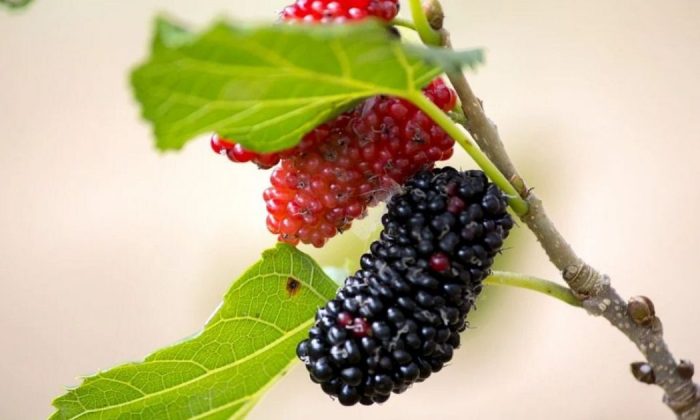 Mulberries