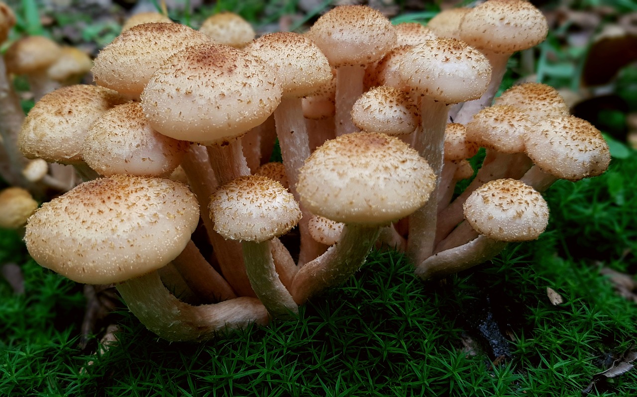 Honey fungus 