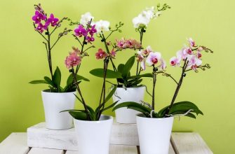 Orchids